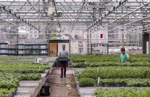 Рабочие ухаживают за растениями в теплице на аквапонической ферме BIGH в Брюсселе